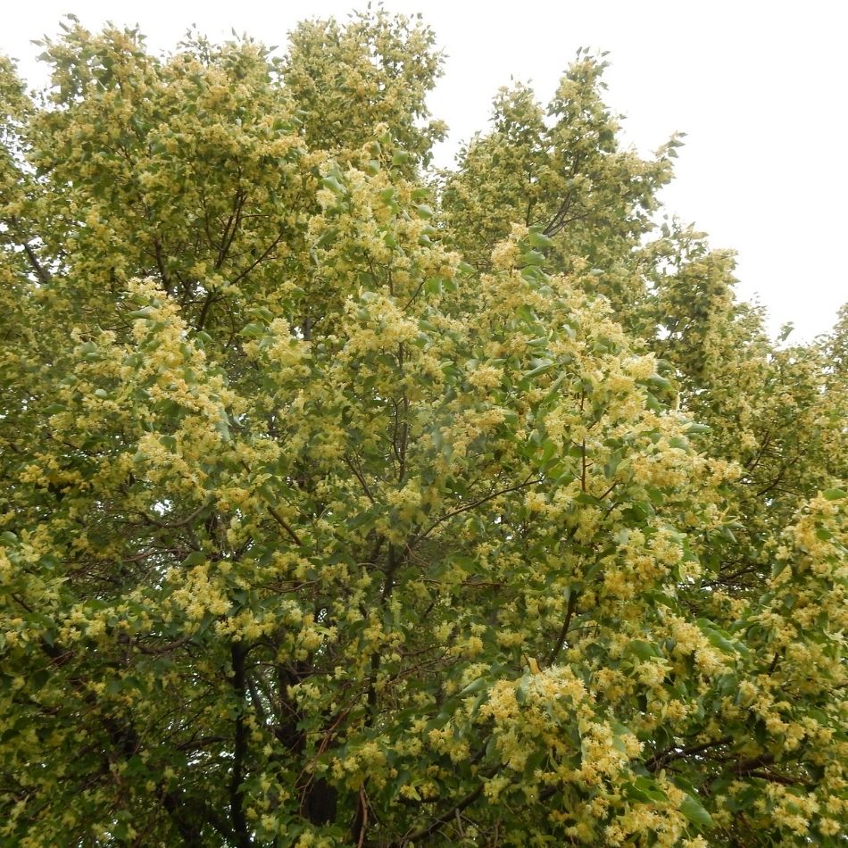 Tilia cordata ‘Greenspire’