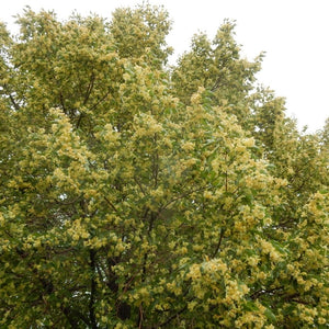 Tilia cordata ‘Greenspire’