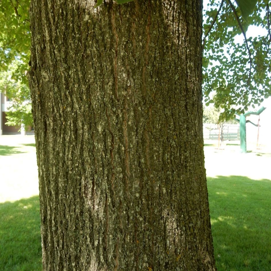 Tilia cordata ‘Greenspire’