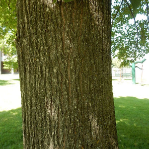 Tilia cordata ‘Greenspire’