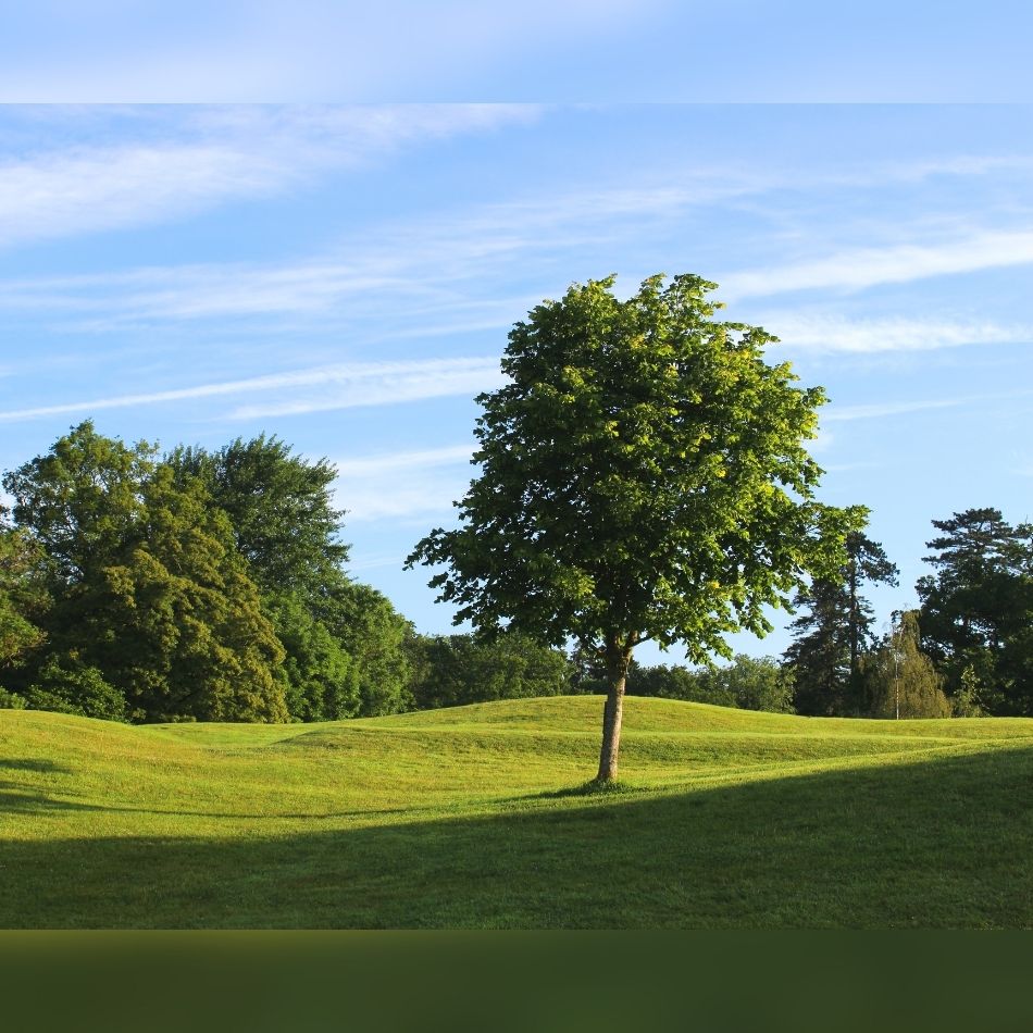 Tilia × europaea ‘Pallida’