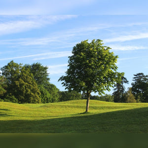 Tilia × europaea ‘Pallida’