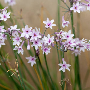 Tulbaghia violacea ‘Purple Eye’