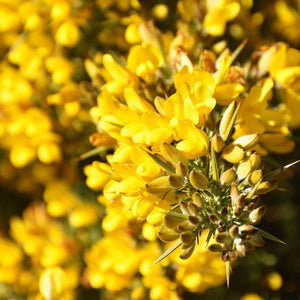 Ulex europaeus