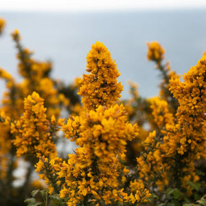 Ulex europaeus