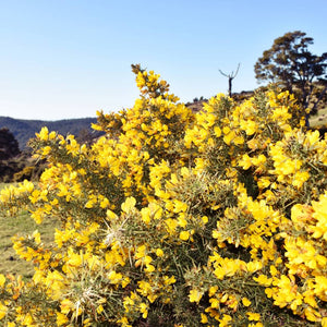 Ulex europaeus