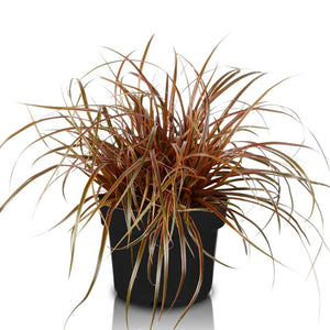 Uncinia rubra ‘Everflame’