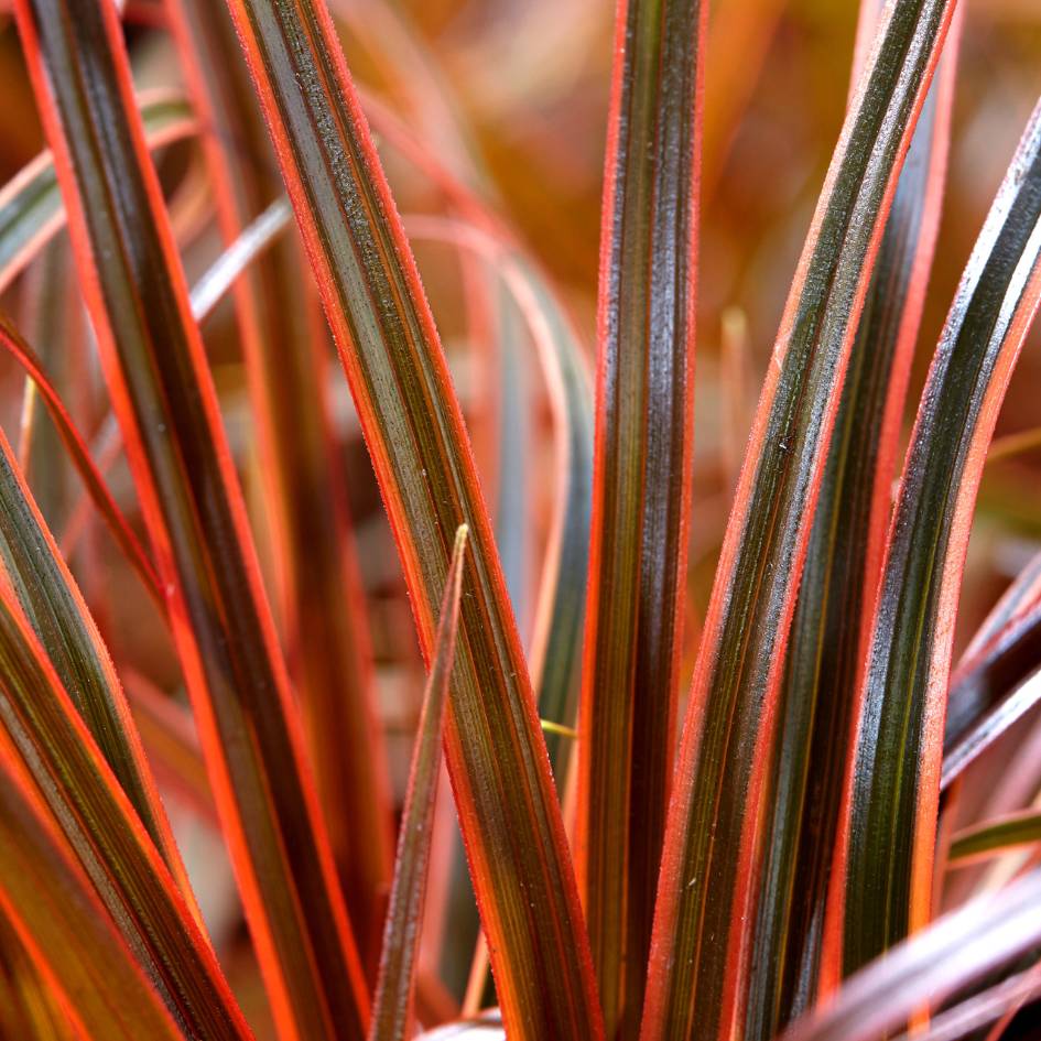 Uncinia rubra ‘Everflame’