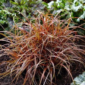 Uncinia rubra ‘Everflame’
