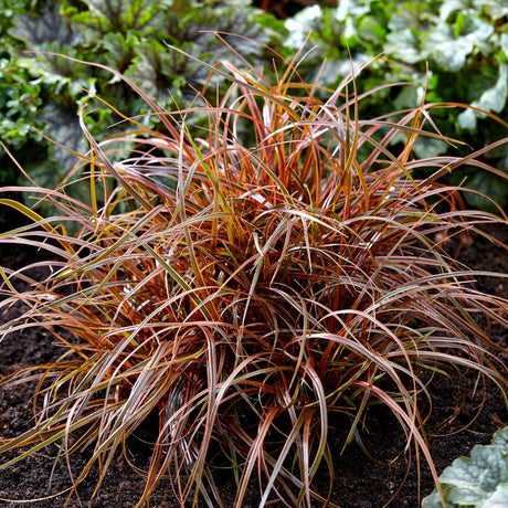 Uncinia rubra ‘Everflame’
