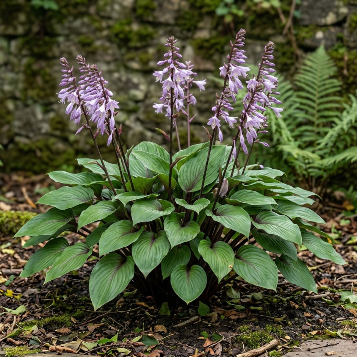 Hosta ‘Purple Heart’
