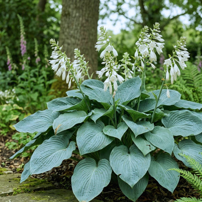 Hosta ‘Bressingham Blue’