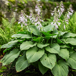 Hosta ‘T. Rex’