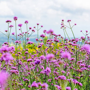 Verbena bonariensis