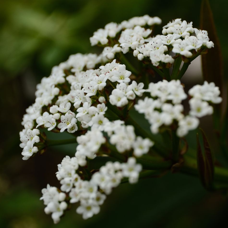 Viburnum davidii
