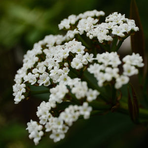 Viburnum davidii