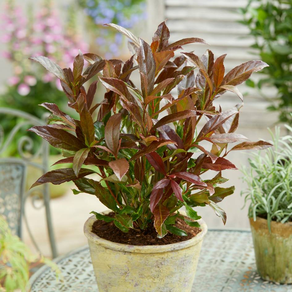 Viburnum odoratissimum ‘Coppertop’