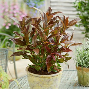 Viburnum odoratissimum ‘Coppertop’