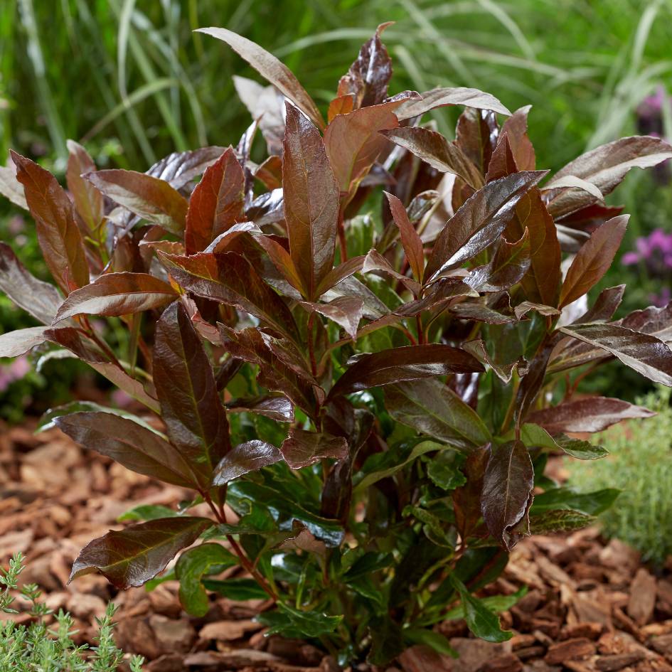 Viburnum odoratissimum ‘Coppertop’