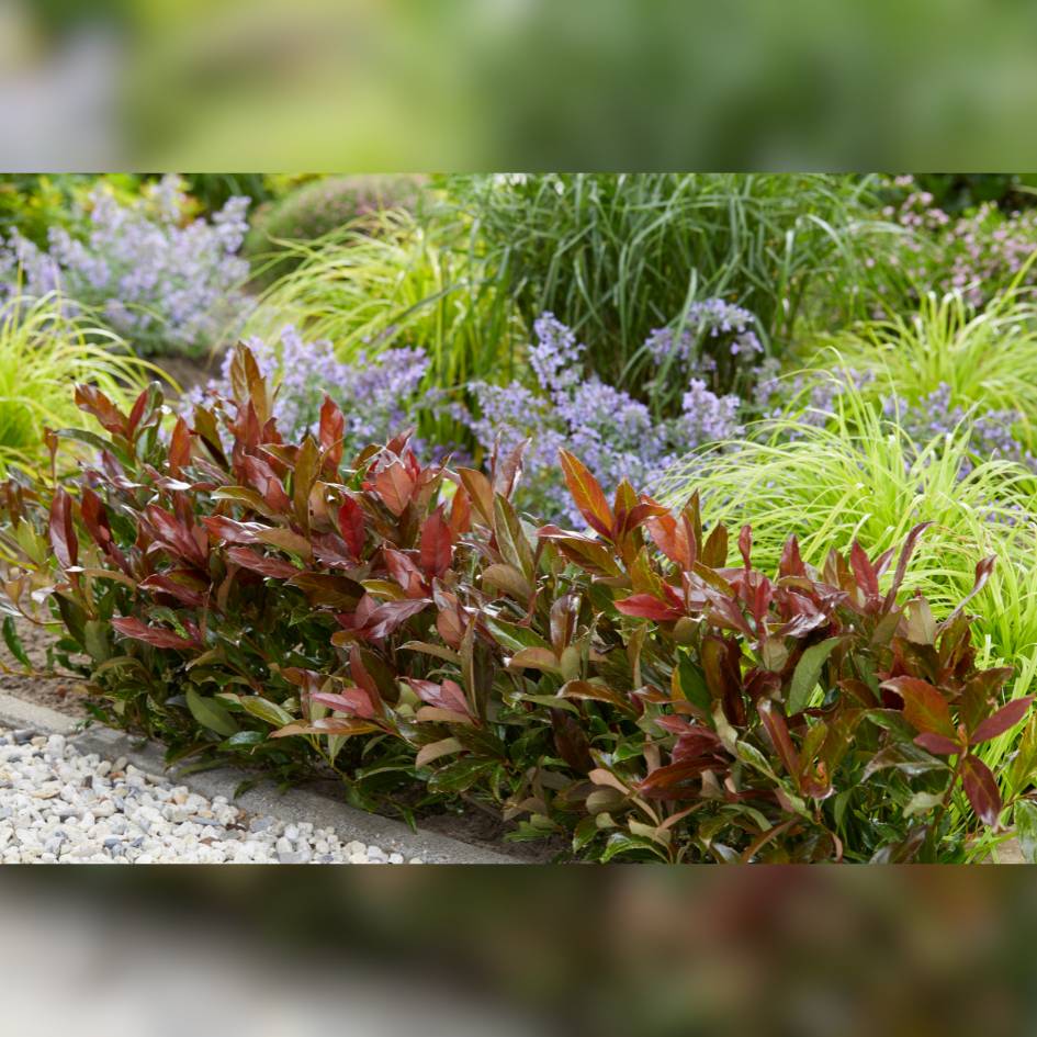 Viburnum odoratissimum ‘Coppertop’