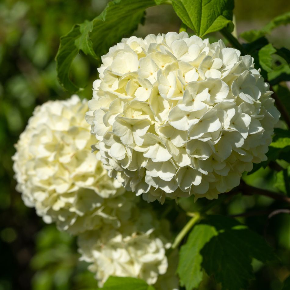 Viburnum opulus