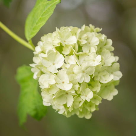 Viburnum opulus