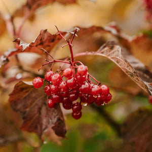 Viburnum opulus