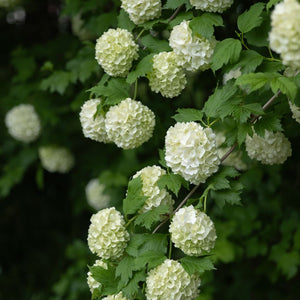 Viburnum opulus ‘Roseum’