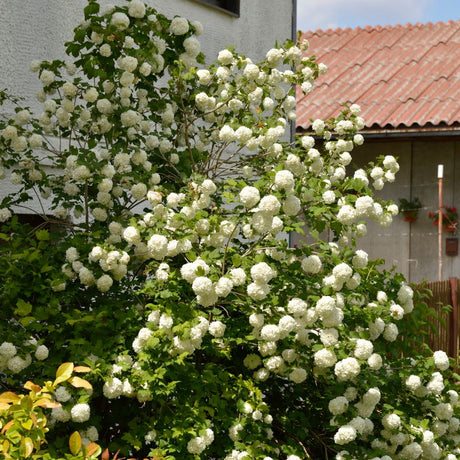 Viburnum opulus ‘Roseum’