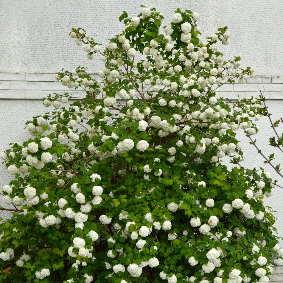 Viburnum opulus ‘Roseum’