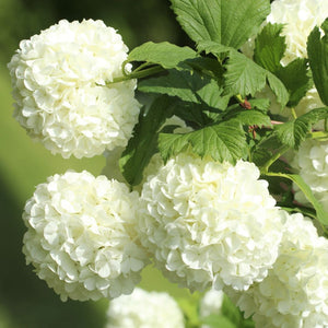 Viburnum opulus ‘Roseum’
