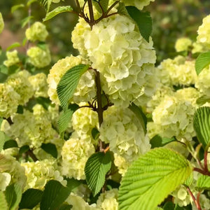 Viburnum plicatum ‘Opening Day’