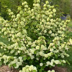 Viburnum plicatum ‘Opening Day’