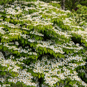 Viburnum plicatum f. tomentosum ‘Mariesii’