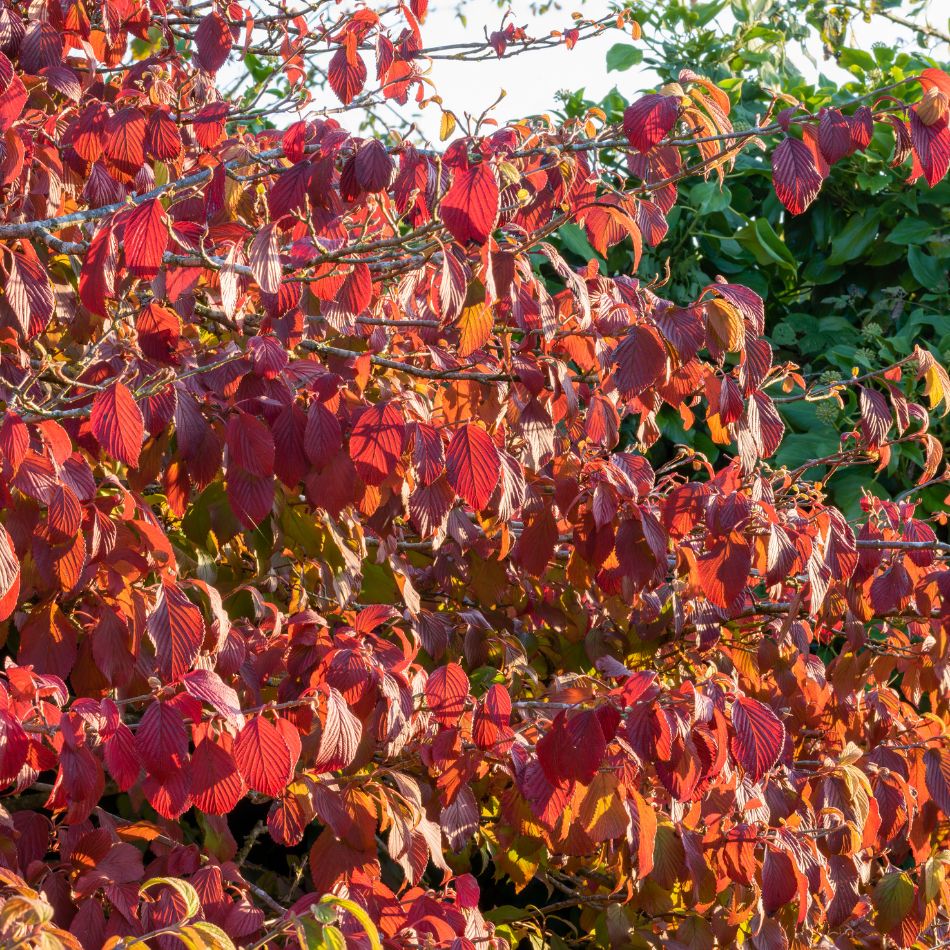 Viburnum plicatum f. tomentosum ‘Mariesii’