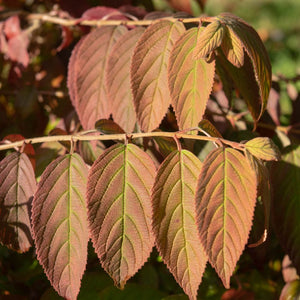 Viburnum plicatum f. tomentosum ‘Mariesii’