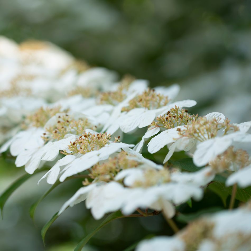 Viburnum plicatum f. tomentosum ‘Watanabe’