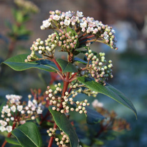 Viburnum tinus ‘Eve Price’
