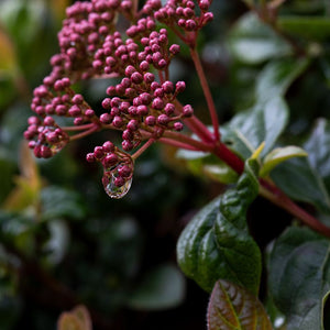 Viburnum tinus ‘Eve Price’