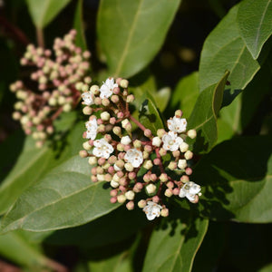 Viburnum tinus ‘Eve Price’