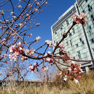 Viburnum × bodnantense ‘Charles Lamont’