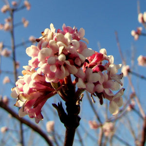 Viburnum × bodnantense ‘Charles Lamont’