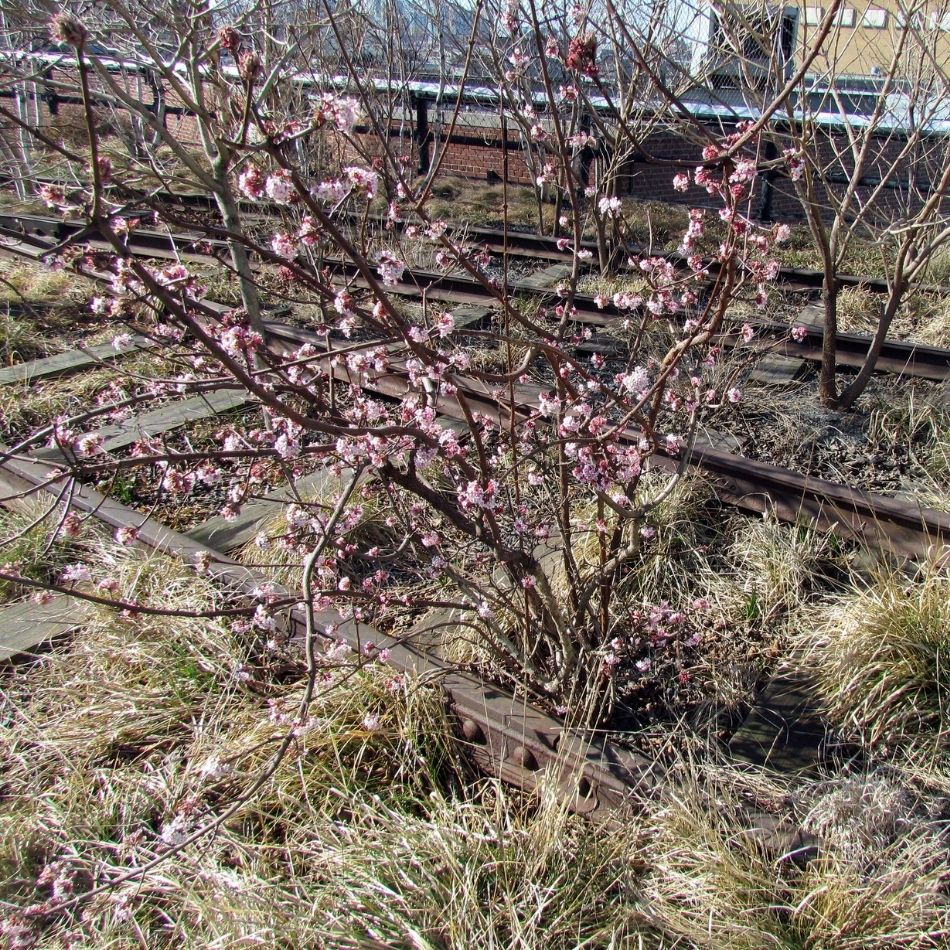 Viburnum × bodnantense ‘Charles Lamont’