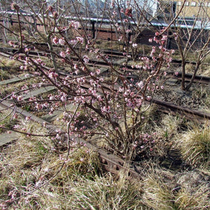 Viburnum × bodnantense ‘Charles Lamont’