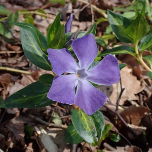 Vinca major ‘Maculata’