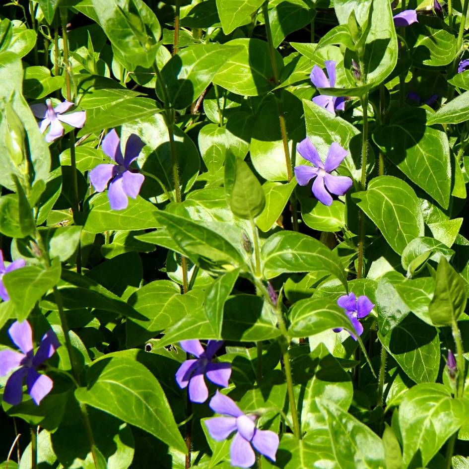 Vinca major