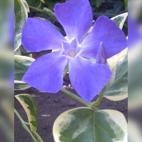Vinca major ‘Variegata’