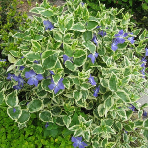Vinca major ‘Variegata’