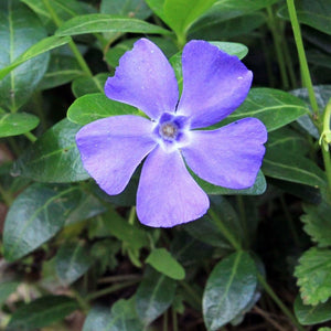 Vinca minor