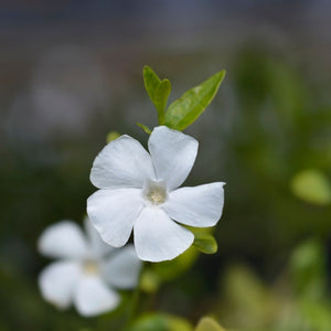 Vinca minor ‘Gertrude Jekyll’